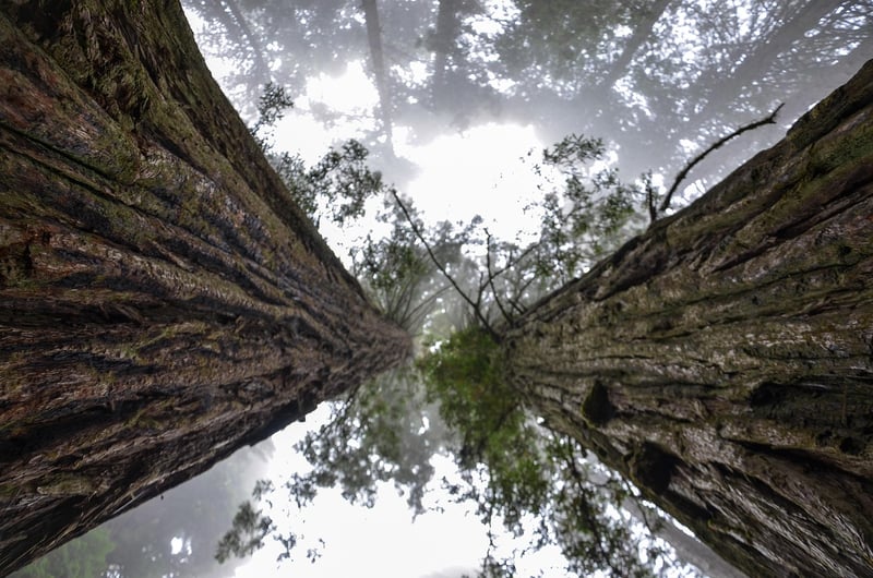 Redwood National Park, USA
